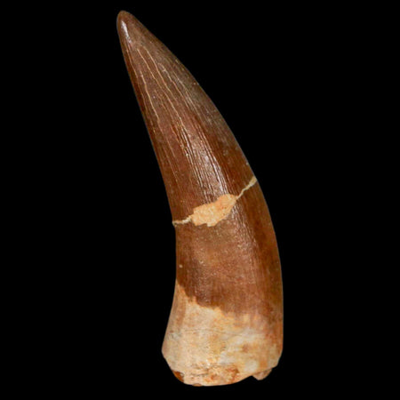 XL 2.1" Plesiosaur Zarafasaura Tooth Fossil Cretaceous Dinosaur Era COA, Stand