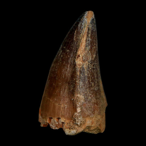 XL 2" Mosasaur Prognathodon Fossil Tooth Cretaceous Dinosaur Era COA Stand