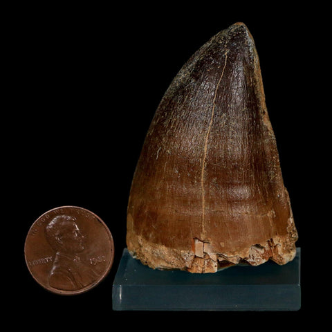 XL 2" Mosasaur Prognathodon Fossil Tooth Cretaceous Dinosaur Era COA Stand