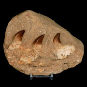 6.2" Mosasaur Prognathodon Fossil Jaw Teeth Cretaceous Dinosaur Era COA Stand