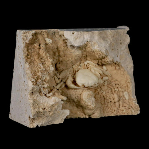 2.2" Potaman Sp Fossil Freshwater Crab In Travertine Denizli Basin Southwest Turkey