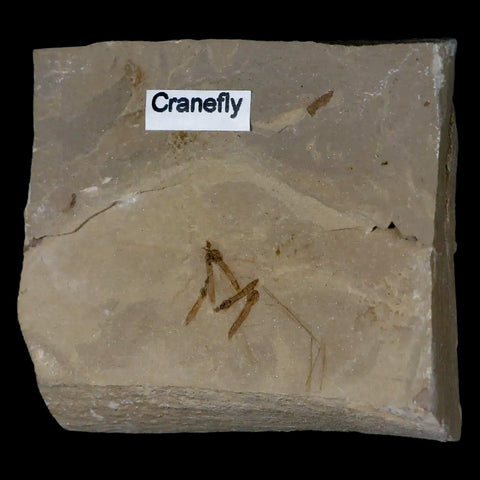 Fossil Crane Flies Mortality Plate Insect Green River FM Uintah County UT Eocene Age - Fossil Age Minerals