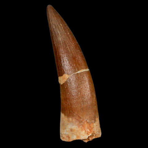 XL 2.1" Plesiosaur Zarafasaura Tooth Fossil Cretaceous Dinosaur Era COA, Stand