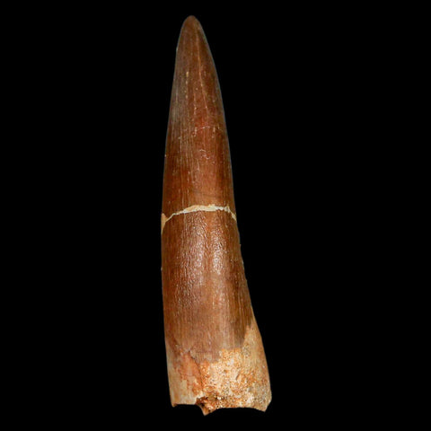 XL 2.1" Plesiosaur Zarafasaura Tooth Fossil Cretaceous Dinosaur Era COA, Stand