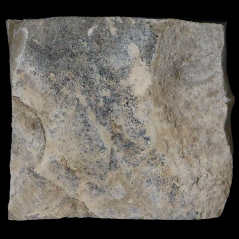 Fossil Crane Flies Mortality Plate Insect Green River FM Uintah County UT Eocene Age - Fossil Age Minerals