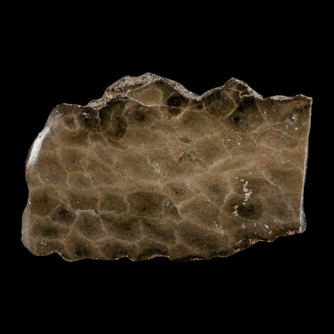 3" Polished Slab Petoskey Stone Hexagonaria Coral Fossil Devonian Age Michigan - Fossil Age Minerals