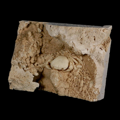 2.2" Potaman Sp Fossil Freshwater Crab In Travertine Denizli Basin Southwest Turkey