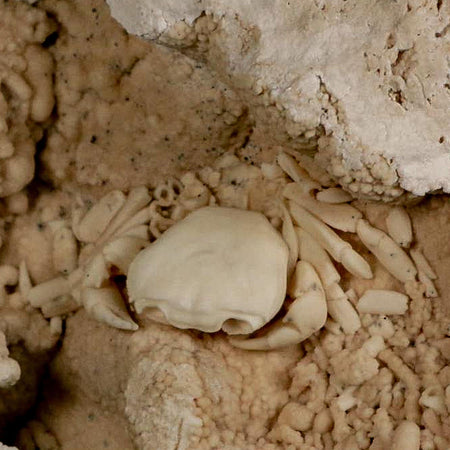 2.2" Potaman Sp Fossil Freshwater Crab In Travertine Denizli Basin Southwest Turkey