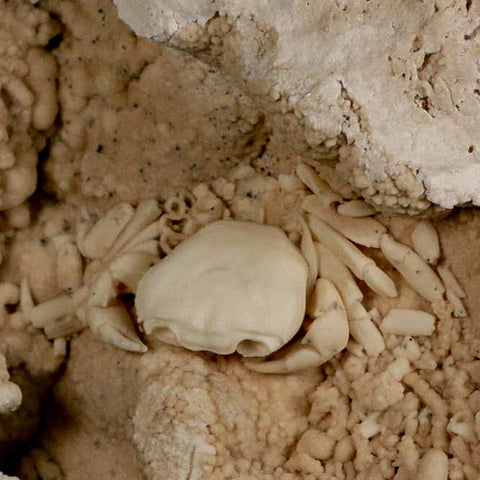 2.2" Potaman Sp Fossil Freshwater Crab In Travertine Denizli Basin Southwest Turkey