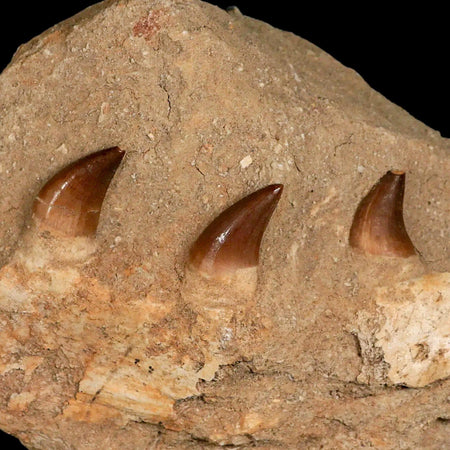6.2" Mosasaur Prognathodon Fossil Jaw Teeth Cretaceous Dinosaur Era COA Stand