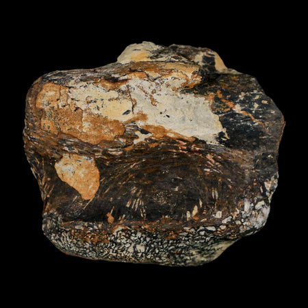 2.2" Stegosaurus Fossil Vertebrae Morrison FM Wyoming Jurassic Age Dinosaur COA