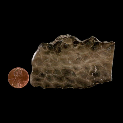 3" Polished Slab Petoskey Stone Hexagonaria Coral Fossil Devonian Age Michigan - Fossil Age Minerals