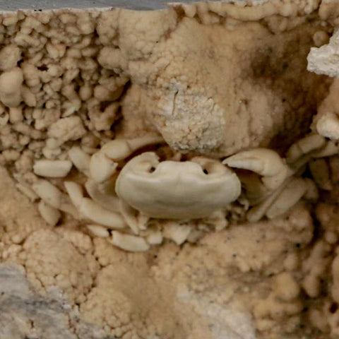 2.2" Potaman Sp Fossil Freshwater Crab In Travertine Denizli Basin Southwest Turkey