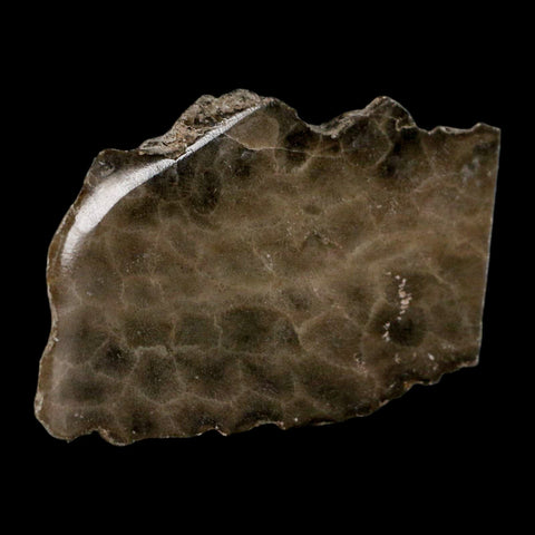 3" Polished Slab Petoskey Stone Hexagonaria Coral Fossil Devonian Age Michigan - Fossil Age Minerals