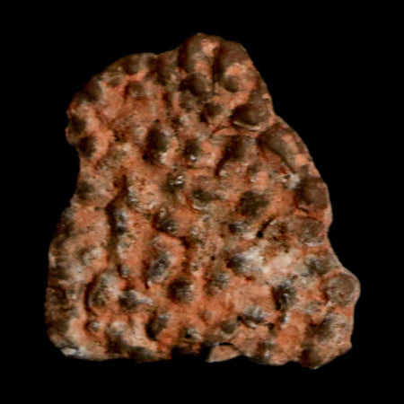 0.5" Megaloolithus Titanosaur Dinosaur Fossil Egg Shell Bouches Du Rhone France Display