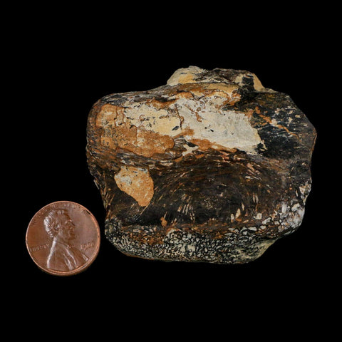 2.2" Stegosaurus Fossil Vertebrae Morrison FM Wyoming Jurassic Age Dinosaur COA