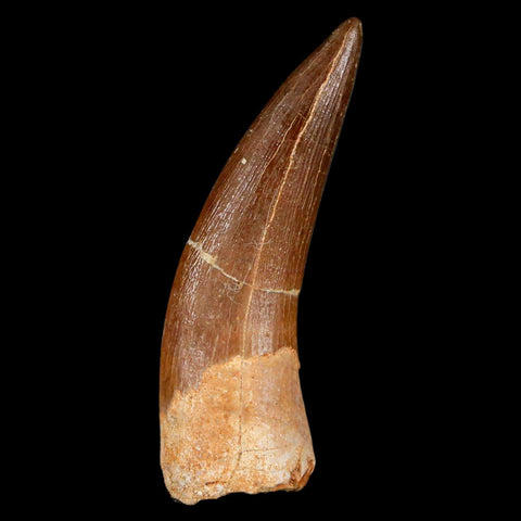 XL 2.1" Plesiosaur Zarafasaura Tooth Fossil Cretaceous Dinosaur Era COA, Stand