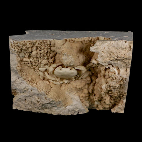 2.2" Potaman Sp Fossil Freshwater Crab In Travertine Denizli Basin Southwest Turkey
