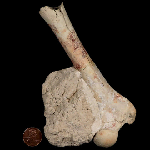 5.9" Oreodont Merycoidodon Fossil Limb Bone Oligocene Age Badlands SD COA - Fossil Age Minerals