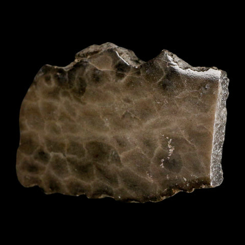 3" Polished Slab Petoskey Stone Hexagonaria Coral Fossil Devonian Age Michigan - Fossil Age Minerals