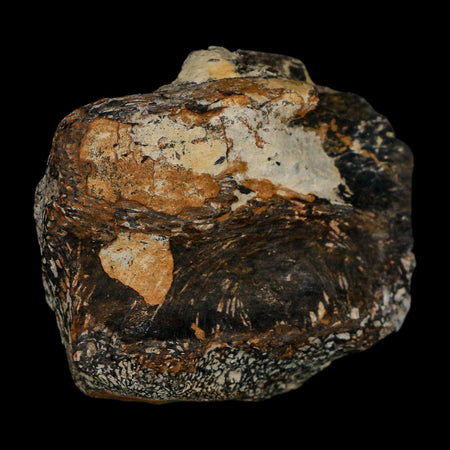 2.2" Stegosaurus Fossil Vertebrae Morrison FM Wyoming Jurassic Age Dinosaur COA