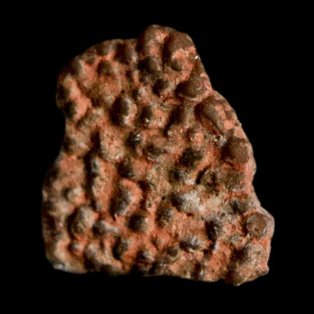 0.5" Megaloolithus Titanosaur Dinosaur Fossil Egg Shell Bouches Du Rhone France Display