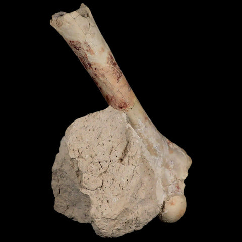 5.9" Oreodont Merycoidodon Fossil Limb Bone Oligocene Age Badlands SD COA - Fossil Age Minerals