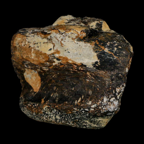 2.2" Stegosaurus Fossil Vertebrae Morrison FM Wyoming Jurassic Age Dinosaur COA