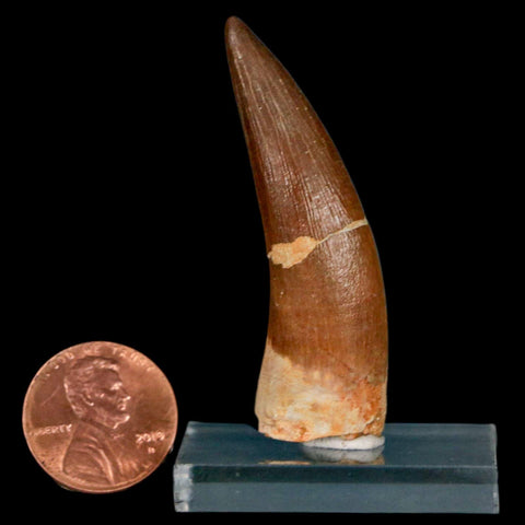 XL 2.1" Plesiosaur Zarafasaura Tooth Fossil Cretaceous Dinosaur Era COA, Stand