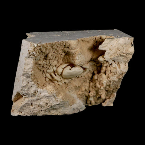 2.2" Potaman Sp Fossil Freshwater Crab In Travertine Denizli Basin Southwest Turkey