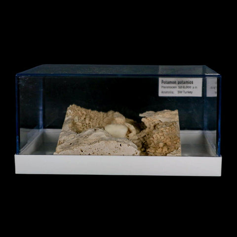 2.2" Potaman Sp Fossil Freshwater Crab In Travertine Denizli Basin Southwest Turkey