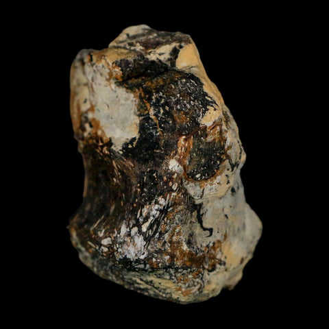 2.2" Stegosaurus Fossil Vertebrae Morrison FM Wyoming Jurassic Age Dinosaur COA