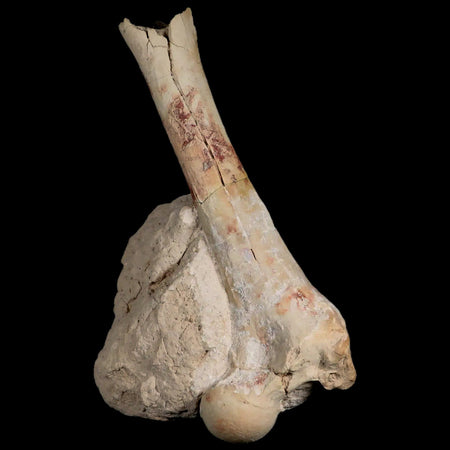5.9" Oreodont Merycoidodon Fossil Limb Bone Oligocene Age Badlands SD COA