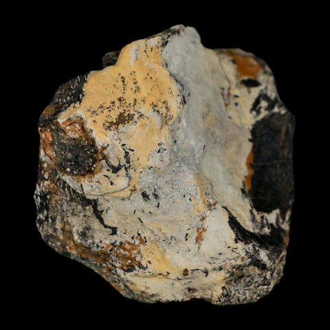 2.2" Stegosaurus Fossil Vertebrae Morrison FM Wyoming Jurassic Age Dinosaur COA