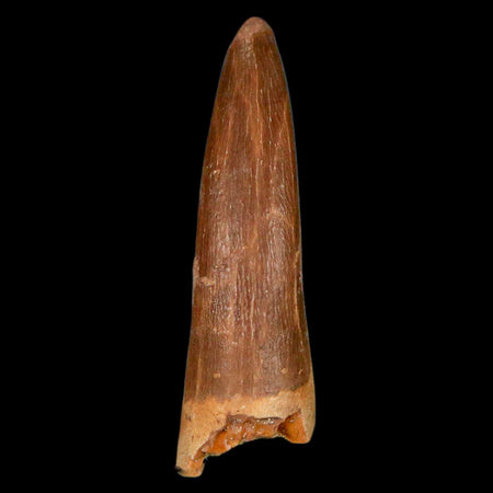 1.7" Plesiosaur Zarafasaura Tooth Fossil Cretaceous Dinosaur Era COA, Stand