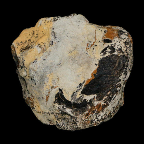 2.2" Stegosaurus Fossil Vertebrae Morrison FM Wyoming Jurassic Age Dinosaur COA