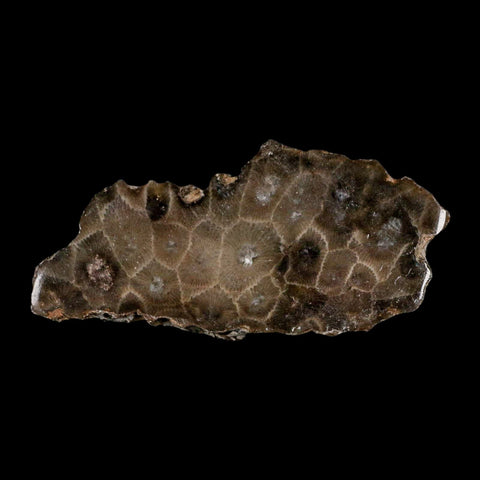 3.5" Polished Slab Petoskey Stone Hexagonaria Coral Fossil Devonian Age Michigan - Fossil Age Minerals