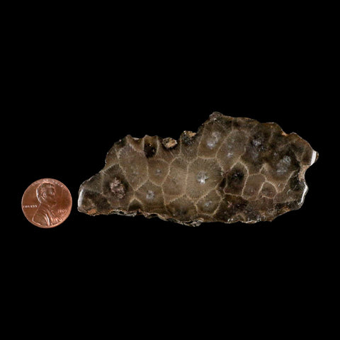 3.5" Polished Slab Petoskey Stone Hexagonaria Coral Fossil Devonian Age Michigan - Fossil Age Minerals