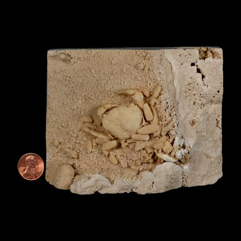 2.3" Potaman Sp Fossil Freshwater Crab In Travertine Denizli Basin Southwest Turkey