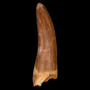 1.7" Plesiosaur Zarafasaura Tooth Fossil Cretaceous Dinosaur Era COA, Stand