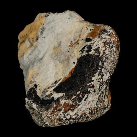 2.2" Stegosaurus Fossil Vertebrae Morrison FM Wyoming Jurassic Age Dinosaur COA