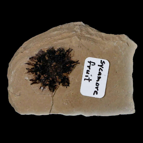 17MM Detailed Fossil Sycamore Fruit Plant Green River FM Uintah County UT Eocene Age - Fossil Age Minerals
