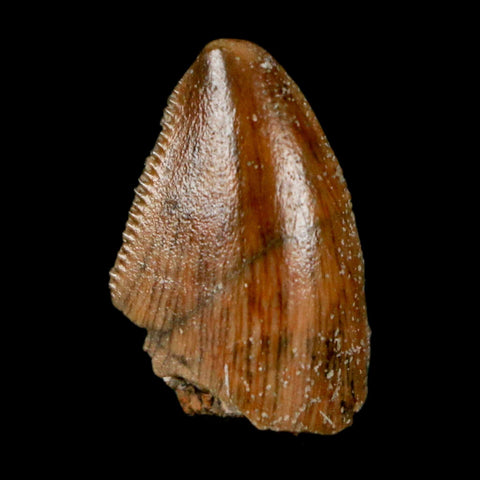 0.7" Majungasaurus Serrated Fossil Tooth Cretaceous Dinosaur Madagascar COA - Fossil Age Minerals