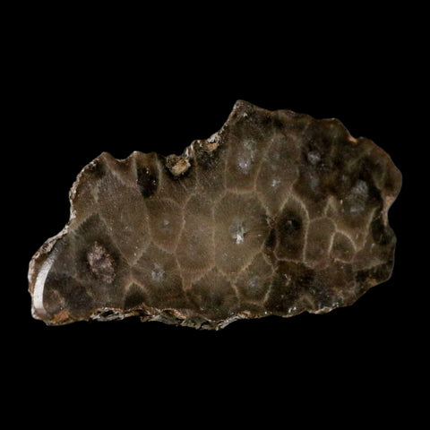 3.5" Polished Slab Petoskey Stone Hexagonaria Coral Fossil Devonian Age Michigan - Fossil Age Minerals