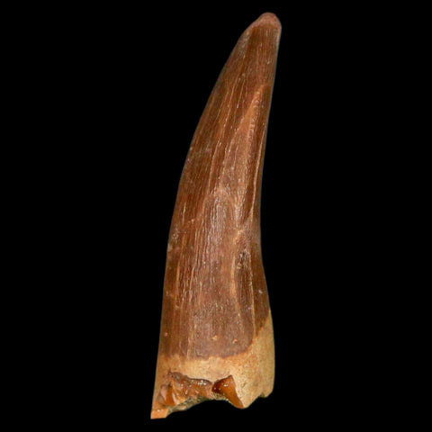 1.7" Plesiosaur Zarafasaura Tooth Fossil Cretaceous Dinosaur Era COA, Stand