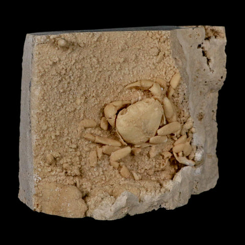 2.3" Potaman Sp Fossil Freshwater Crab In Travertine Denizli Basin Southwest Turkey