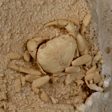 2.3" Potaman Sp Fossil Freshwater Crab In Travertine Denizli Basin Southwest Turkey