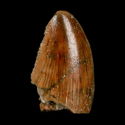 0.7" Majungasaurus Serrated Fossil Tooth Cretaceous Dinosaur Madagascar COA - Fossil Age Minerals