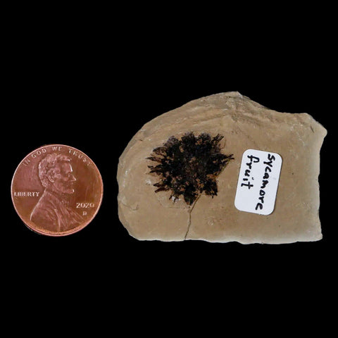 17MM Detailed Fossil Sycamore Fruit Plant Green River FM Uintah County UT Eocene Age - Fossil Age Minerals