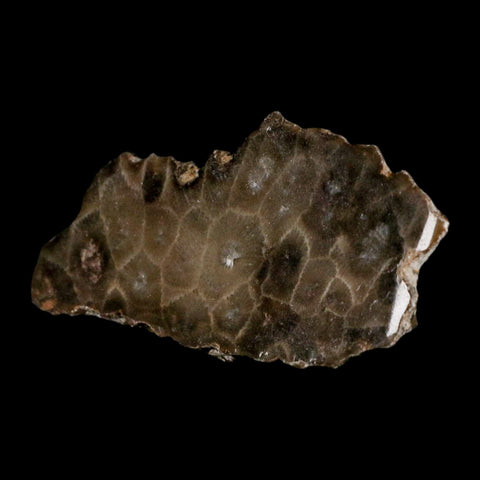 3.5" Polished Slab Petoskey Stone Hexagonaria Coral Fossil Devonian Age Michigan - Fossil Age Minerals